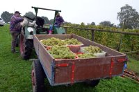 Weinfreunde Neudorf eV  -  Aus den ersten 10 Jahren