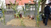 650 Jahre Neudorf - Stehender Umzug