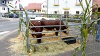 650 Jahre Neudorf - Stehender Umzug