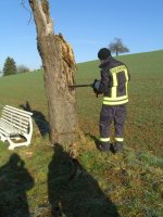 Einsammeln der Weihnachtsbäume am 11.01.2013