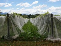 Besuch in der Neudorf Winery, Neuseeland