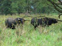 Wasserbüffel in Neudorf in der Gemarkung "Aale Weid"