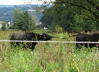 Wasserbüffel in Neudorf in der Gemarkung "Aale Weid"