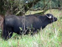 Wasserbüffel in Neudorf in der Gemarkung "Aale Weid"