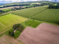 Der Neudorfer Weinberg von oben im August 2017