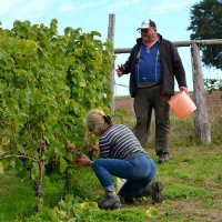 Weinlese 2022 der Weinfreunde Neudorf eV