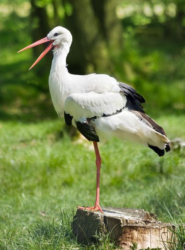 Weißstorch (Foto: Richard Bartz)