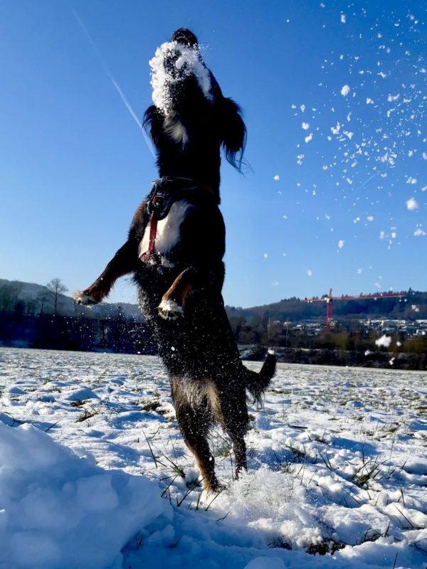 Schneehund