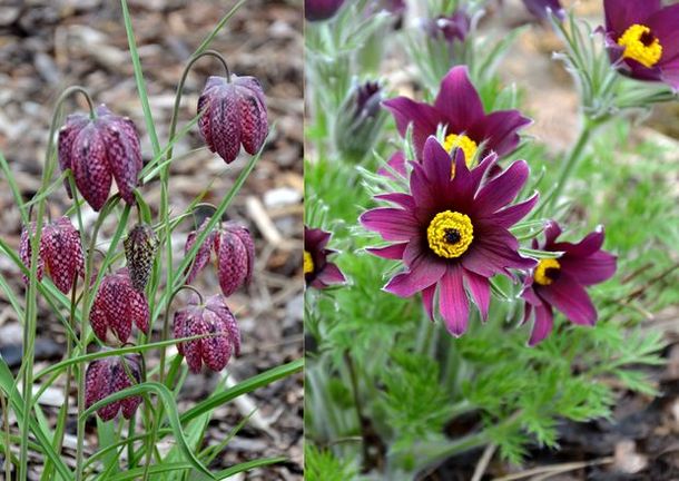 Schachblume (links) und Küchenschelle (rechts)