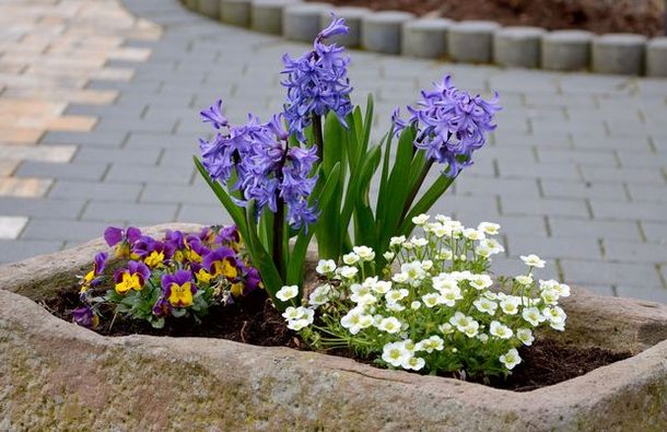 Frühlingsblumen in einem alten Futtertrog