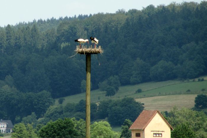 Ablösung auf dem Storchennest