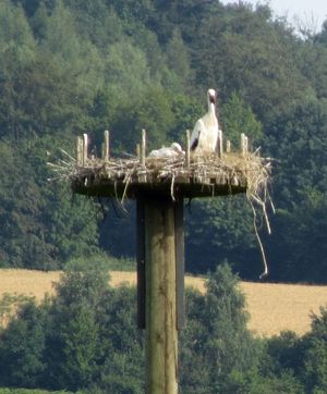 Neudorfer Jungstörche am 10.07.2016