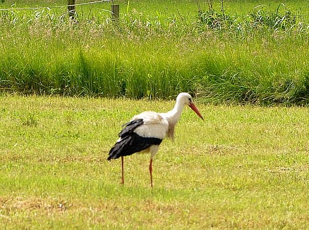 Storch in der Neudorfer Gemarkung am 23.05.2014