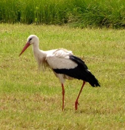 Storch 2014