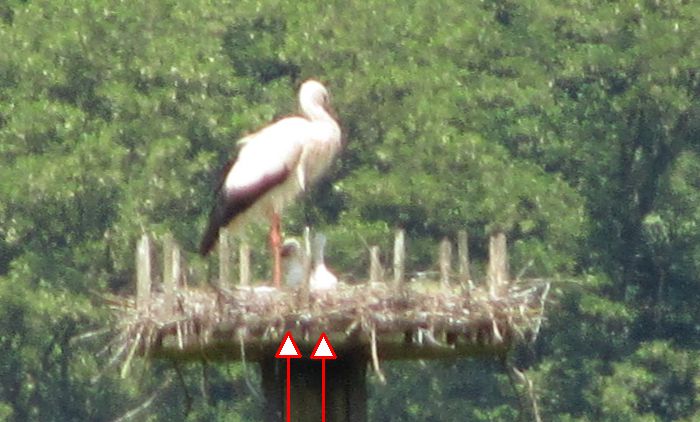 Storch mit zwei Jungen am 10.06.2016