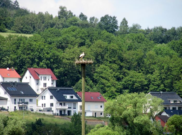 Storch mit Jungstörchen