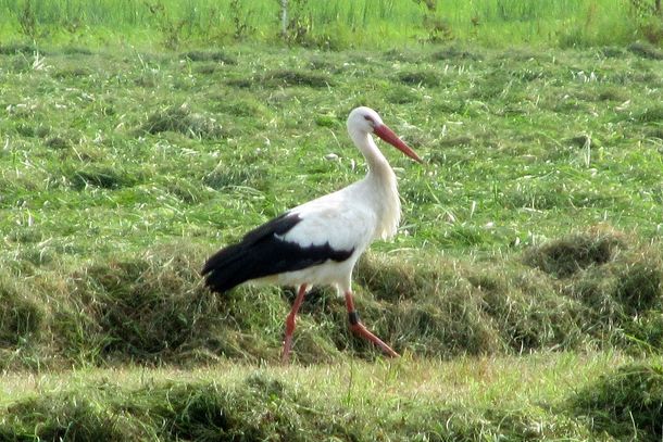 Weißstorch bei Neudorf