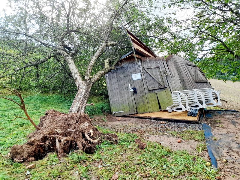 Ein umgefallener Baum liegt auf dem Geräteschuppen der Weinfreunde