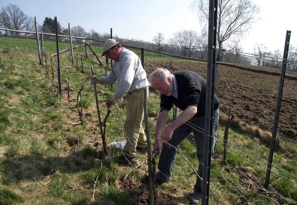 Klaus Hamann und Peter Lerch beim 1. Rebschnitt 2012