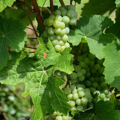 Trauben im Neudorfer Weinberg bei der Kelleröffnung