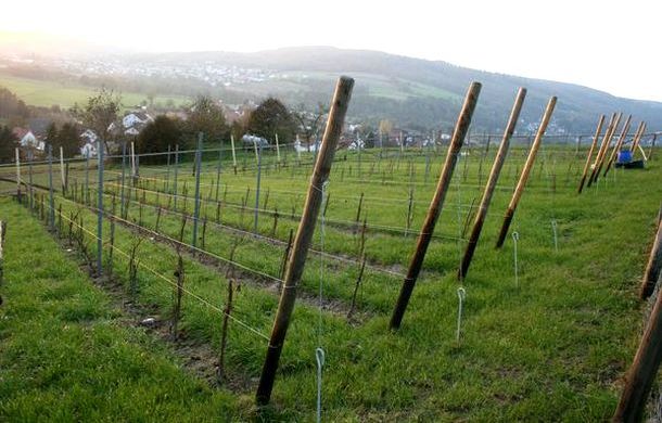 Der Neudorfer Weinberg im Jahr nach der Anlage