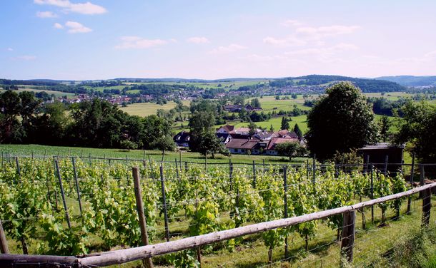 Blick über den Weinberg (Sommer 2011)