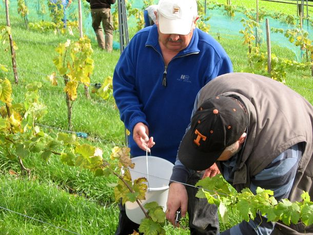 Erste Traubenernte im Weinberg