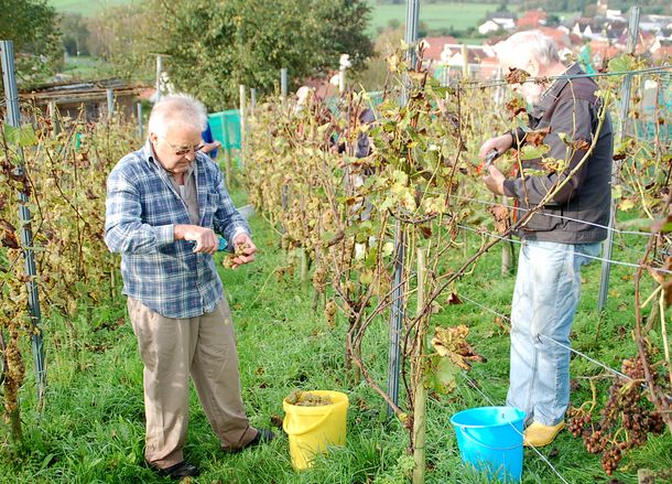 Weinlese 2014