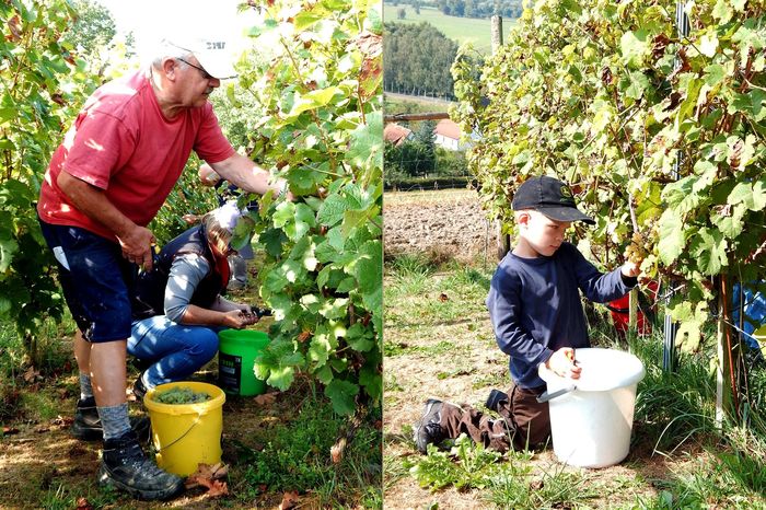 Weinlese 2016: Jung und Alt