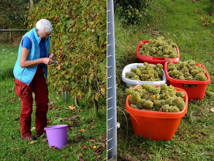 Weinlese 2017: Arbeit im Weinberg