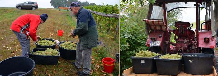 Weinlese 2020: Qualitätskontrolle des Lesegutes / Traktor mit vollen Wannen