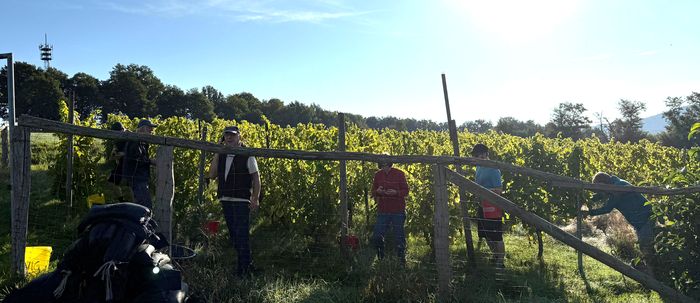Erntehelfer bei der Weinlese 2025