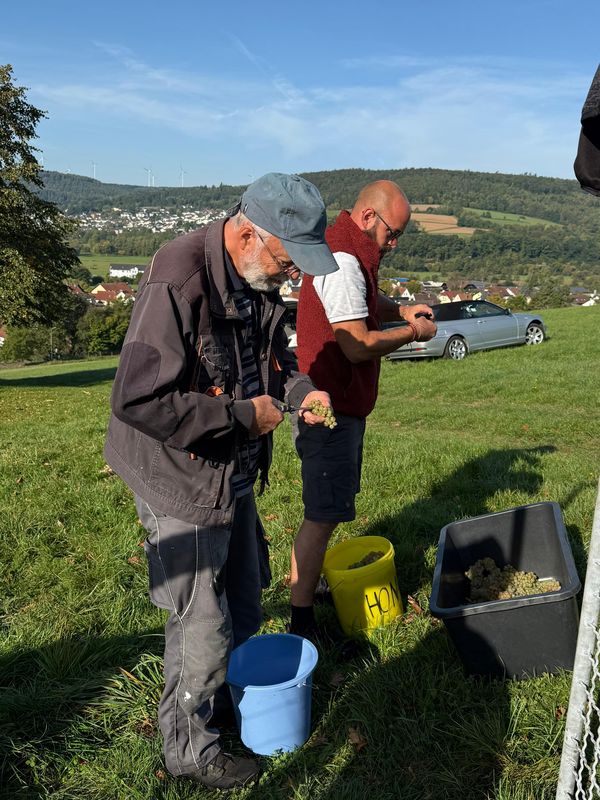 Entfernen fauler Beeren