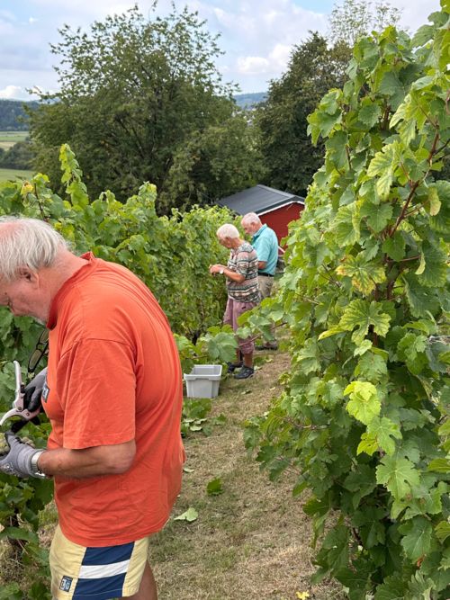 Arbeit an den Weinstöcken Arbeit an den Weinstöcken